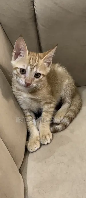 1-3 months Female Mixed Breed American Shorthair