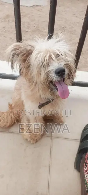 1+ year Female Purebred Lhasa Apso