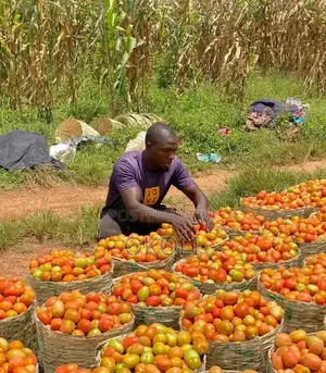 Foodstuffs
