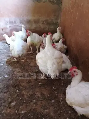 Bulk Broiler Birds Available