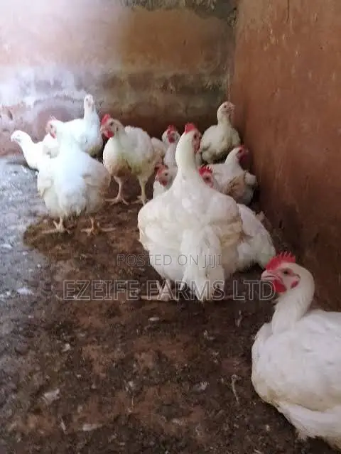 Bulk Broiler Birds Available