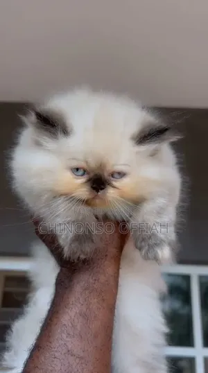 1-3 months Female Purebred Ragdoll