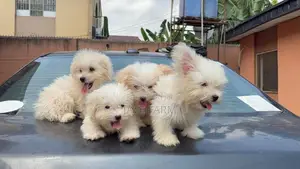 1-3 months Female Purebred Lhasa Apso