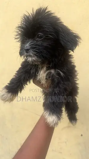 1-3 months Male Mixed Breed Shih Tzu