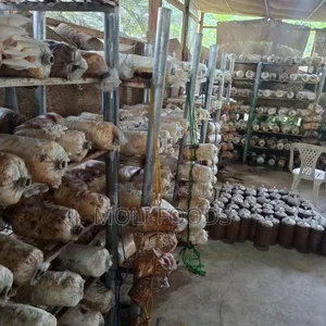 Organic Mushroom Training