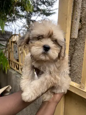 1-3 months Female Purebred Lhasa Apso