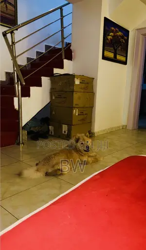 6-12 months Male Purebred Chow Chow
