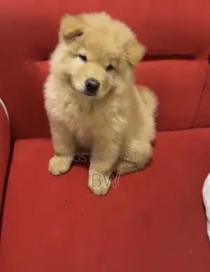 6-12 months Male Purebred Chow Chow