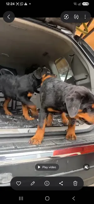 1-3 months Male Purebred Rottweiler
