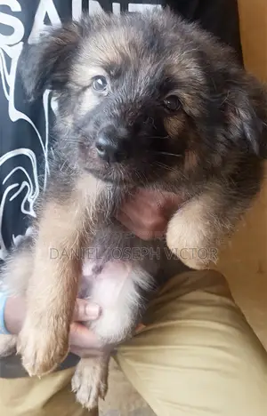 1-3 months Male Purebred German Shepherd