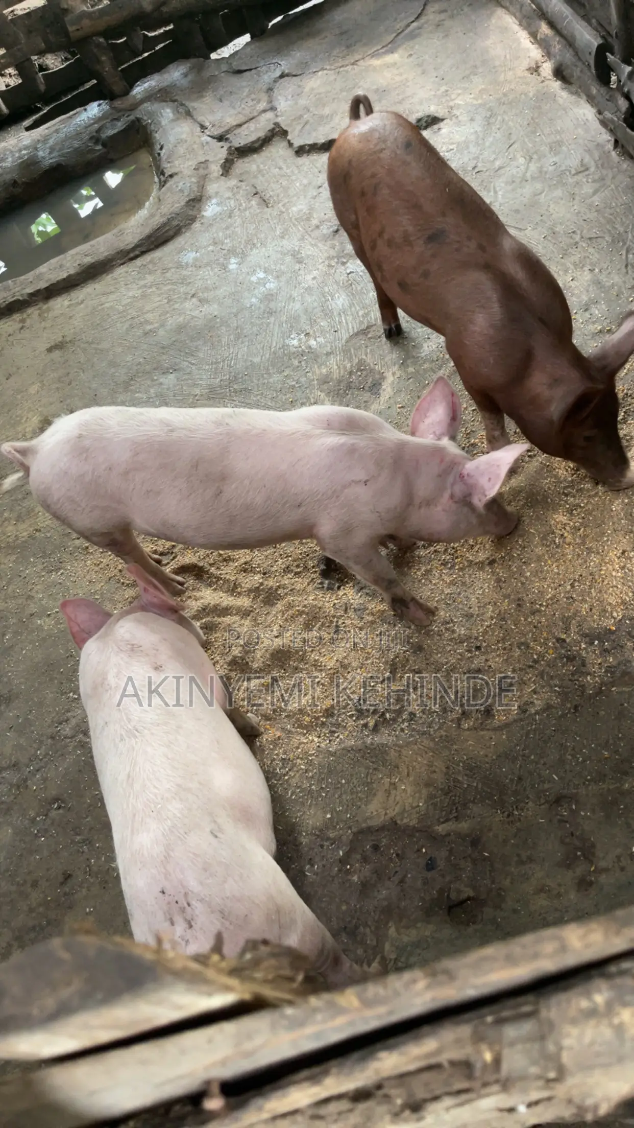 Pure Largewhite Growers