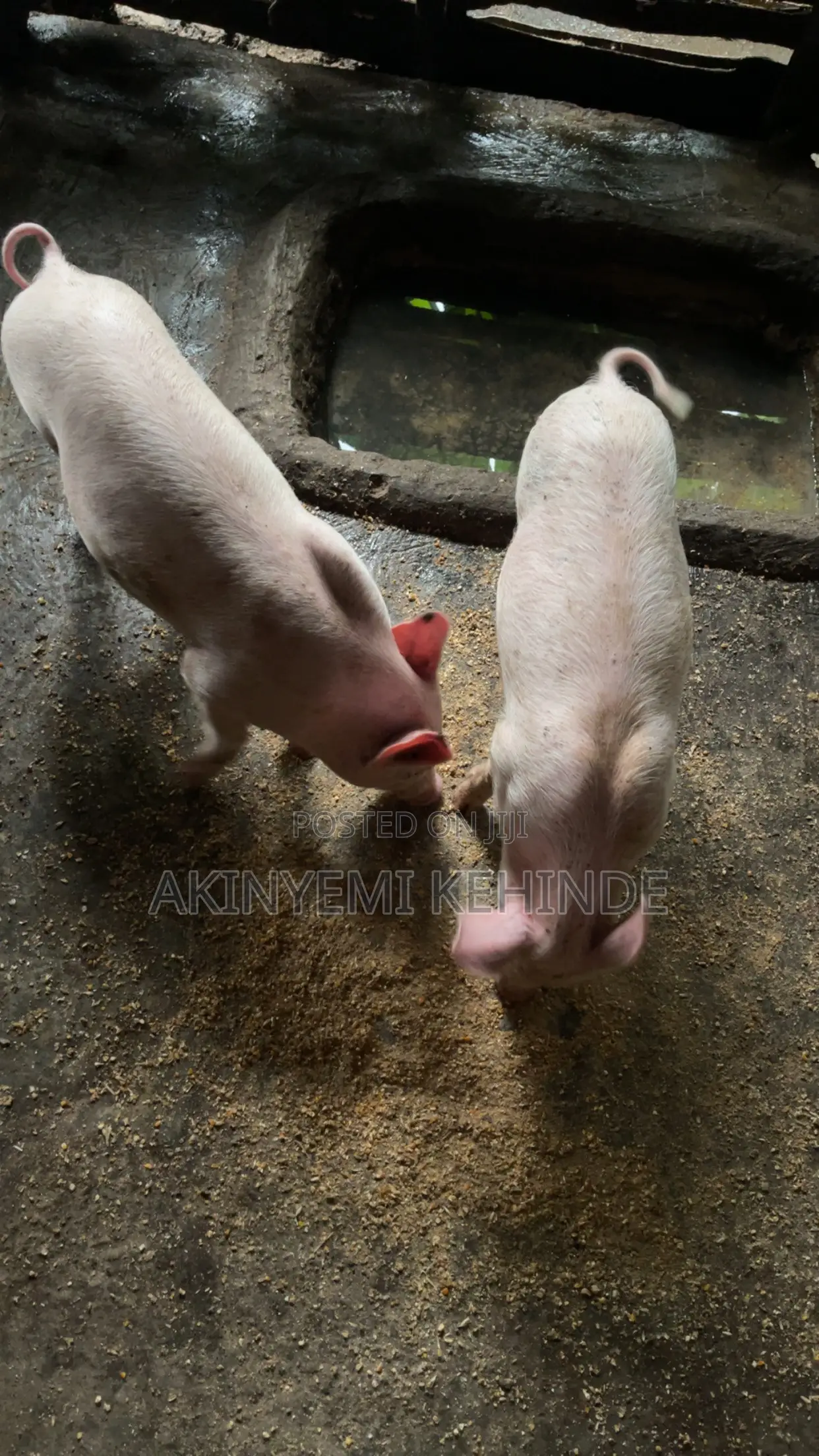 Pure Largewhite