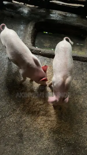 Pure Largewhite