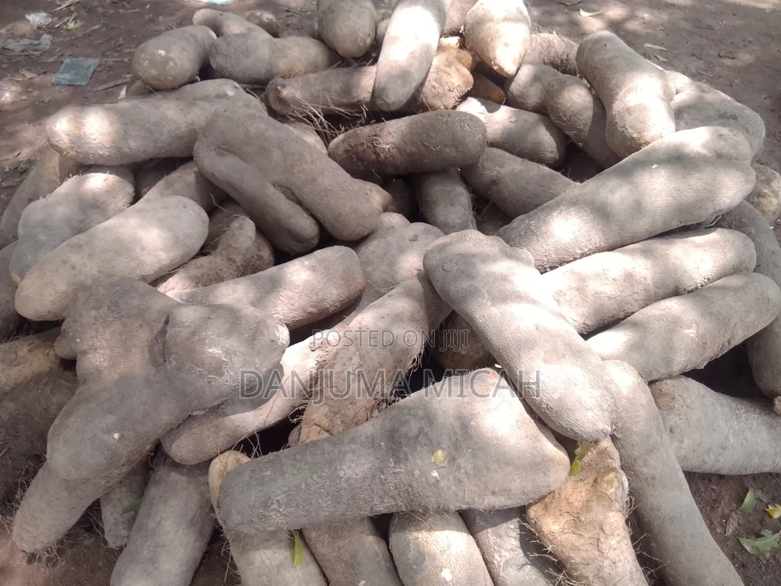 Wukari White Yam