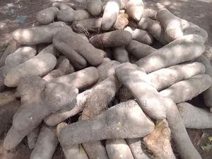 Wukari White Yam