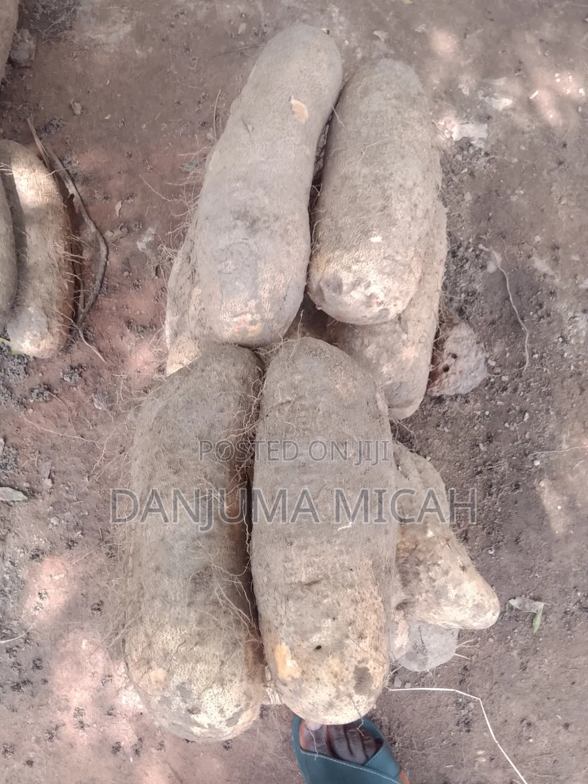 Wukari White Yam