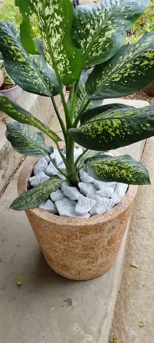 Madara's Garden Investment -Indoors -Outdoors-Hedges-Flowering Plants