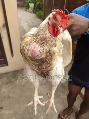 Six Weeks+broiler Chicken