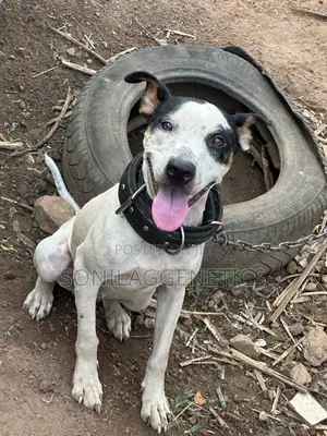 1+ year Female Purebred American Pit Bull Terrier