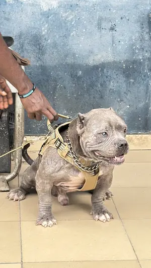 1+ year Male Purebred American Bully