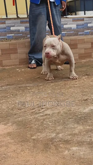 3-6 months Male Purebred American Bully