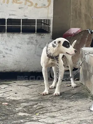 6-12 months Male Purebred American Pit Bull Terrier