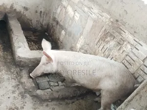 Healthy Pigs for Sale. 1 Big , 3 Small