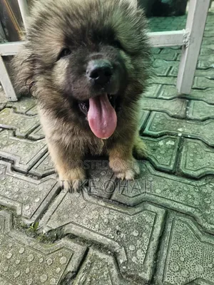 1-3 months Male Purebred Caucasian Shepherd