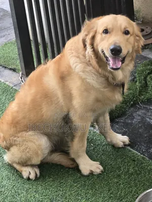 1+ year Male Purebred Golden Retriever