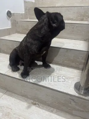 1+ year Female Purebred French Bulldog
