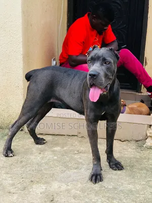 1+ year Female Purebred Cane Corso