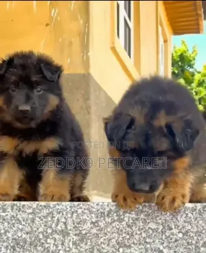 1-3 months Female Purebred German Shepherd
