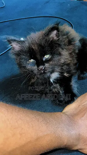 1-3 months Male Purebred Maine Coon