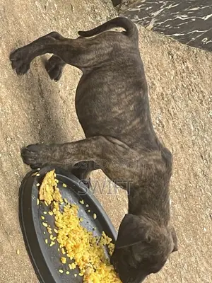 1-3 months Female Purebred Cane Corso