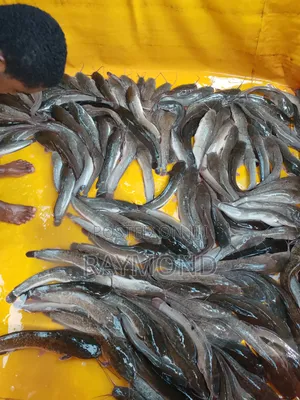 Catfish for Sale