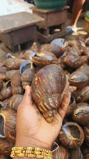Small Sizes of Snails