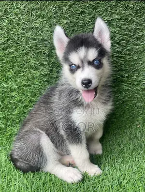 0-1 month Female Purebred Siberian Husky