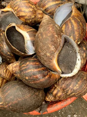 Jumbo Sizes of Snails