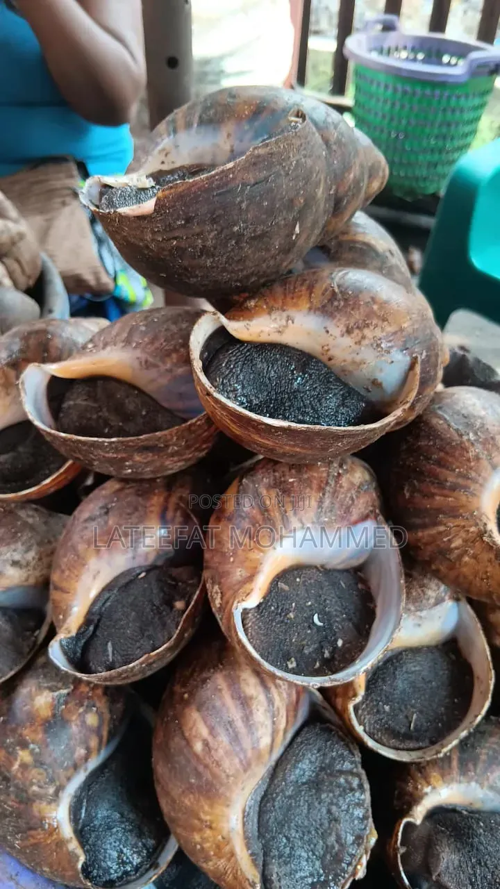Jumbo Sizes of Snails