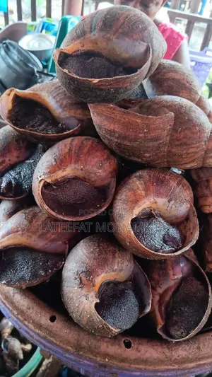 Jumbo Sizes of Snails
