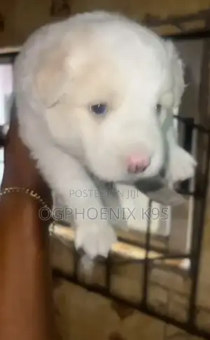 1-3 months Male Purebred American Eskimo