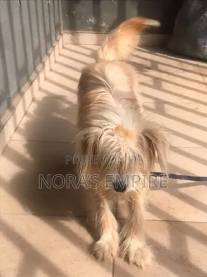 6-12 months Male Purebred Lhasa Apso