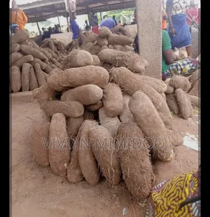Fresh Benue White Yam, Directly From Zaki-Biam
