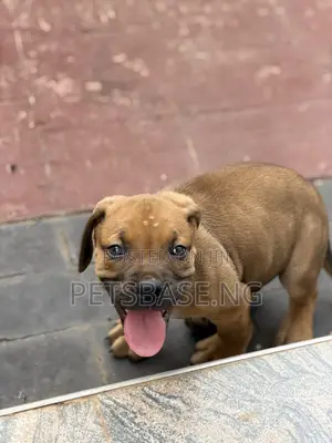 1-3 months Male Purebred Boerboel