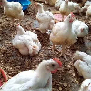 Chicken Brolier