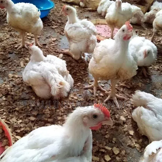 Chicken Brolier