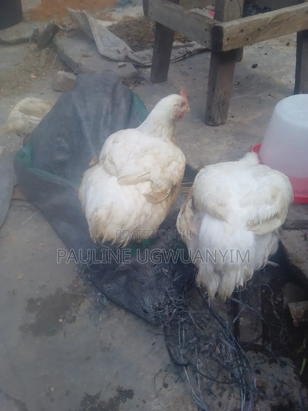 Chicken Brolier