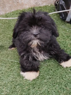1-3 months Female Purebred Lhasa Apso