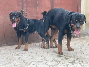 1+ year Male Purebred Rottweiler