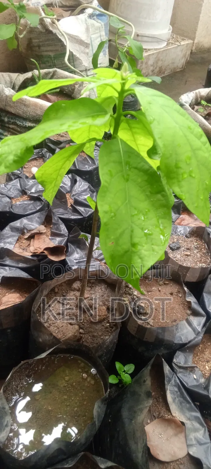 Avocado Pear Trees for Sale